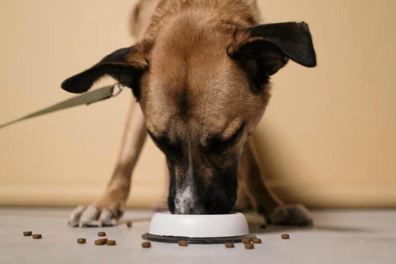 What's Really in Rover's Bowl — And What It's Costing the Planet